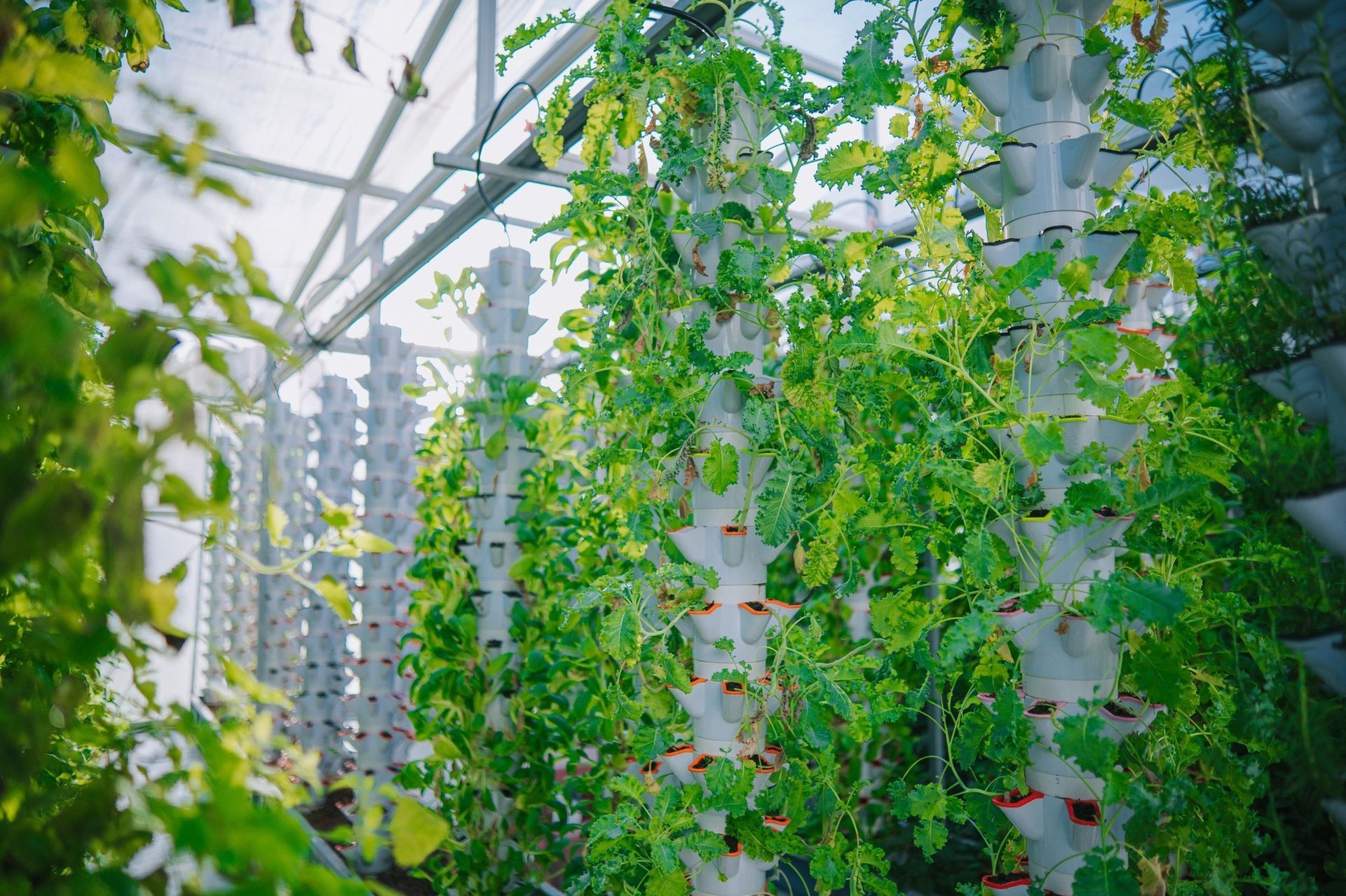 Green plants growing in a greenhouse, from the Golden Valley Hydroponics website