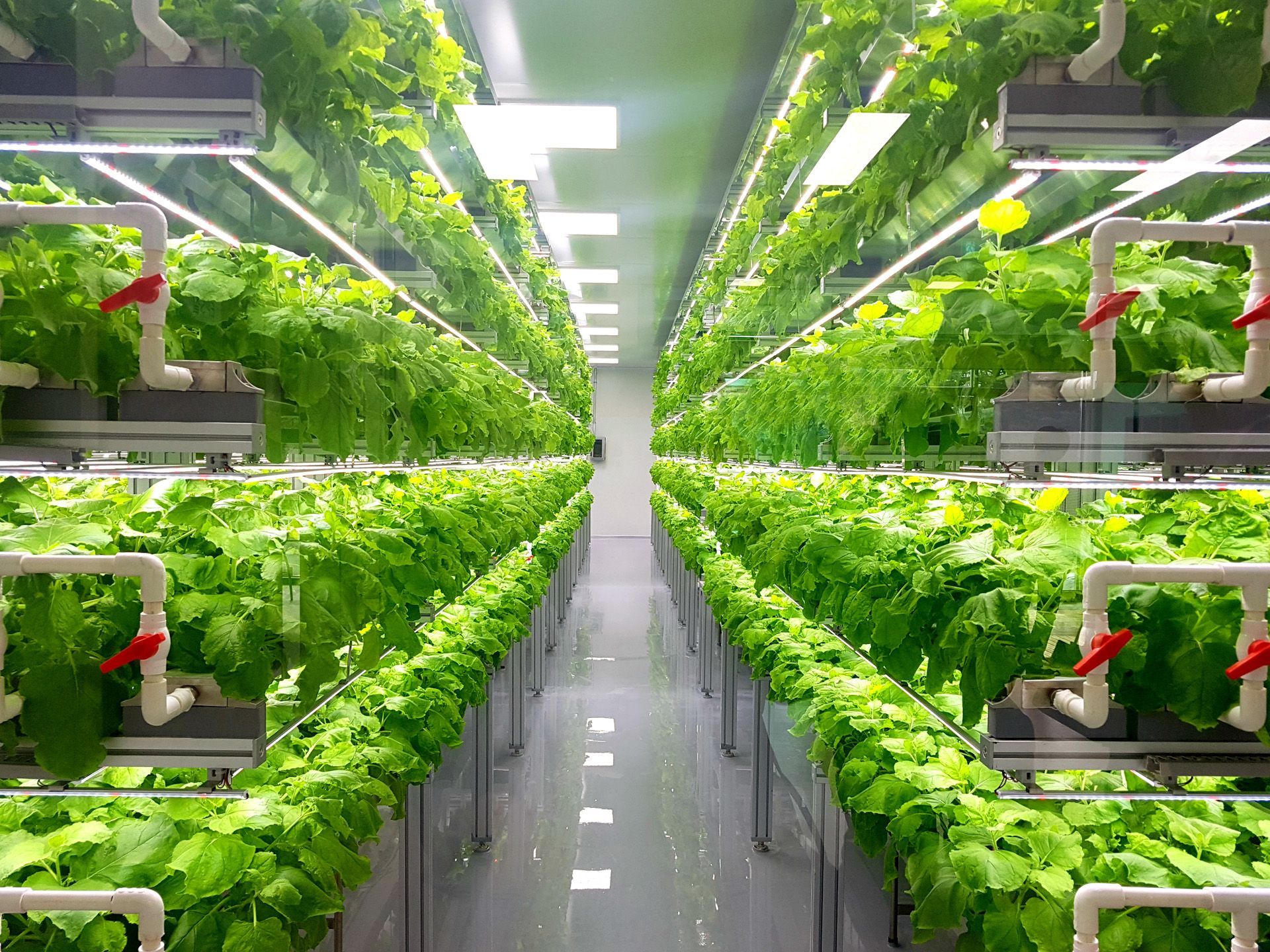 Indoor growing rows beneath cultivation lights, from the Golden Valley Hydroponics website